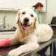 how does pet insurance work